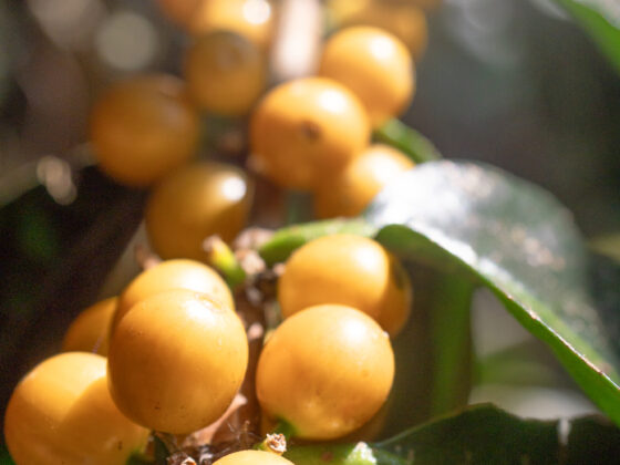 brazilská odrůda kávy yellow bourbon