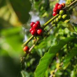 Rostlina Coffea canephora