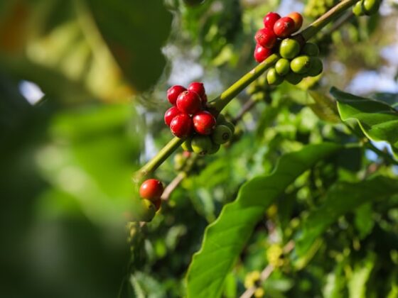 Rostlina Coffea canephora