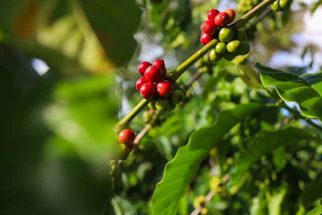 Rostlina Coffea canephora
